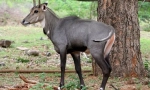 Nilgaau
